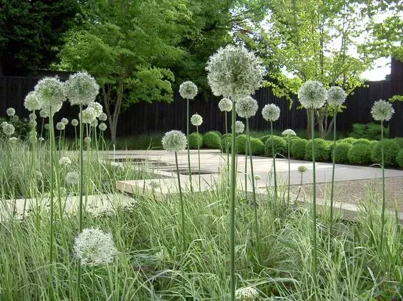 Plantes jardin
