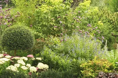 Jardin sauvage architecte paysagiste