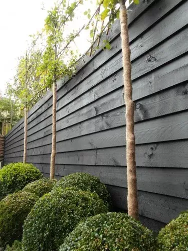 Architecte paysagiste arbustes
