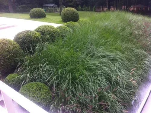 Plantes terrasse