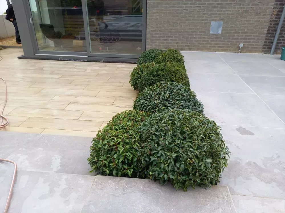 Plantes terrasse